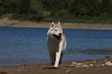 SIBERIAN HUSKY 625